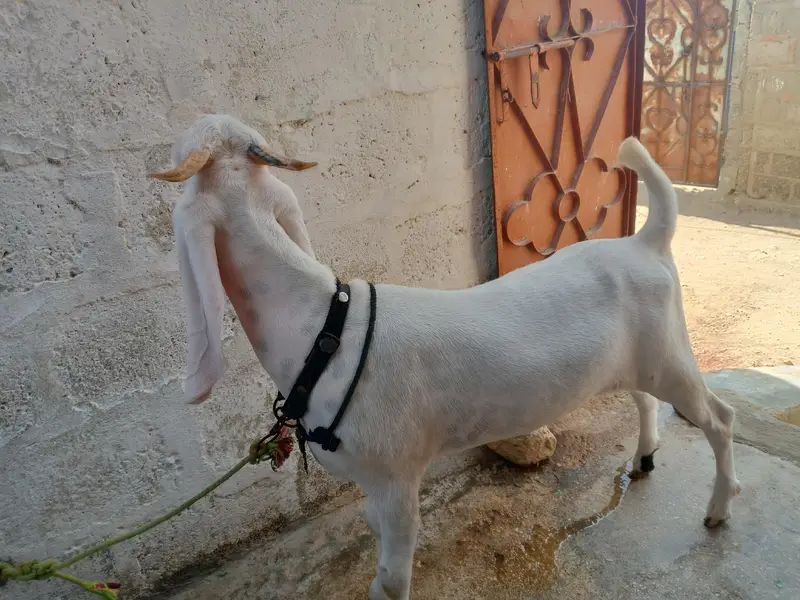 gulabi khassi bkra — photo 3