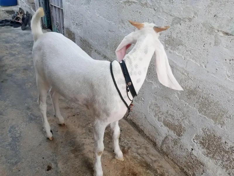 gulabi khassi bkra — photo 4