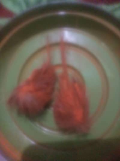 gidar singi pair 100 % orignal pair ha