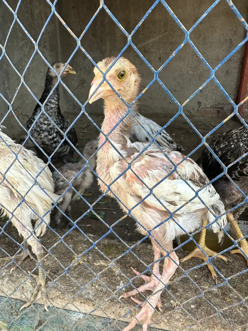 7 a 8 Aseel chick 50 60 din age — photo 2