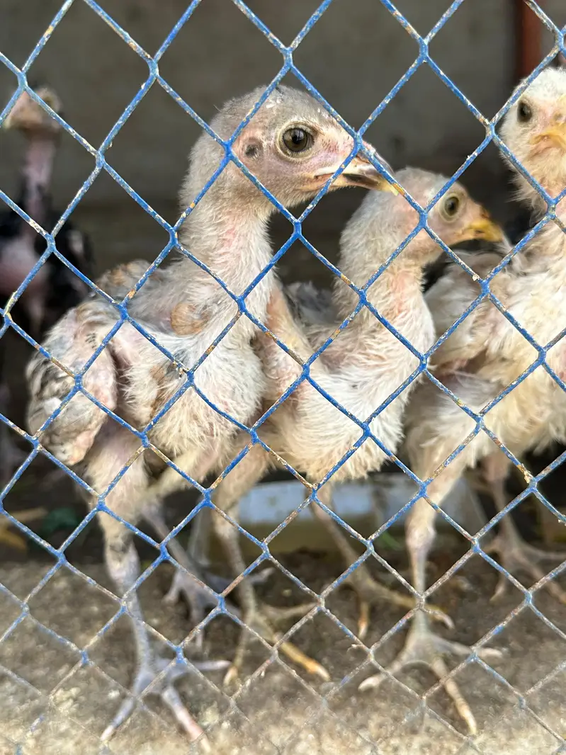 7 a 8 Aseel chick 50 60 din age — photo 3