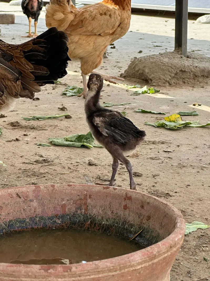 7 a 8 Aseel chick 50 60 din age — photo 4