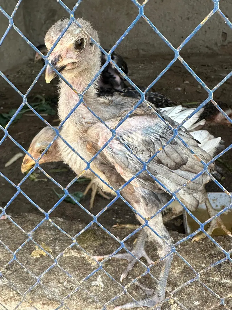 7 a 8 Aseel chick 50 60 din age — photo 5