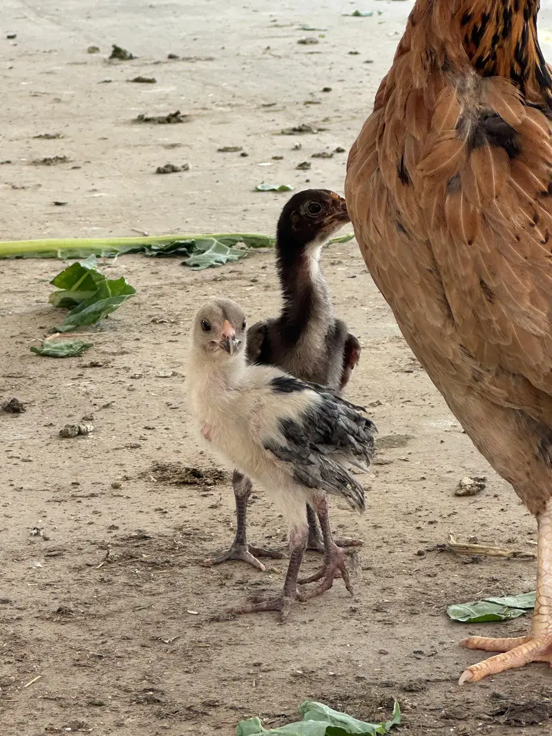 7 a 8 Aseel chick 50 60 din age — photo 6