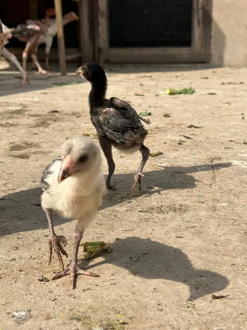 7 a 8 Aseel chick 50 60 din age — photo 7