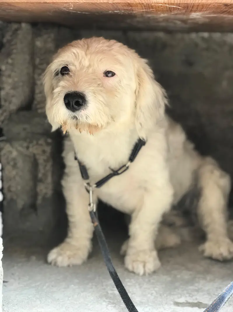 Poodle puppie for sale — photo 2
