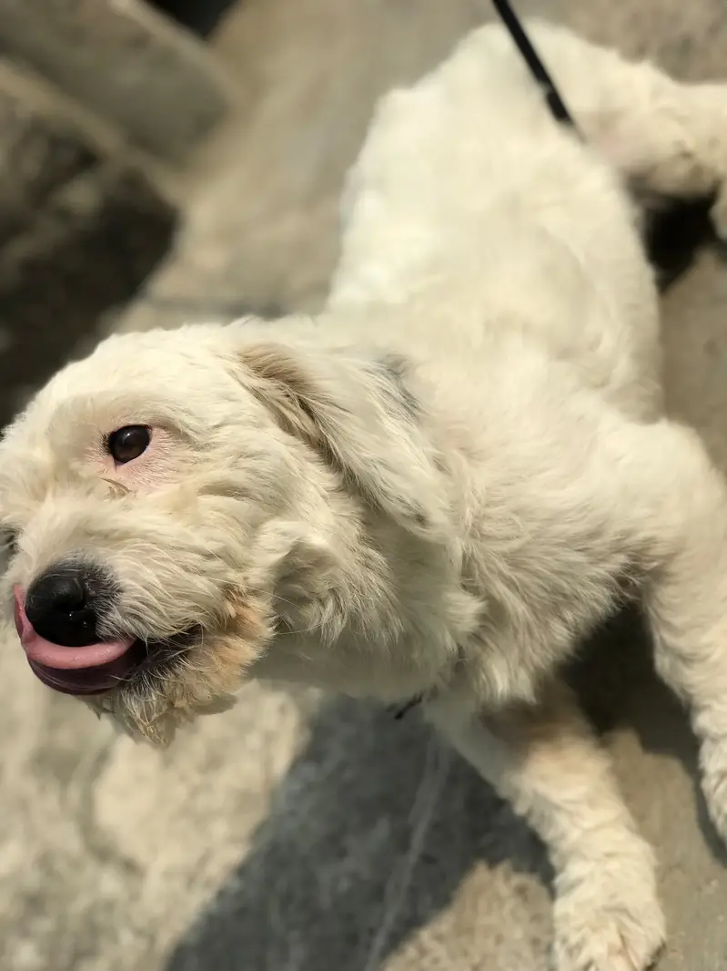 Poodle puppie for sale — photo 3