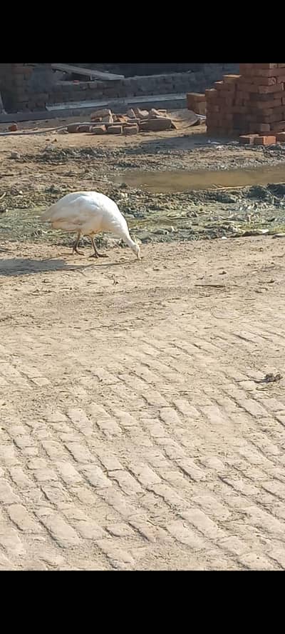 white peacock female egg laying