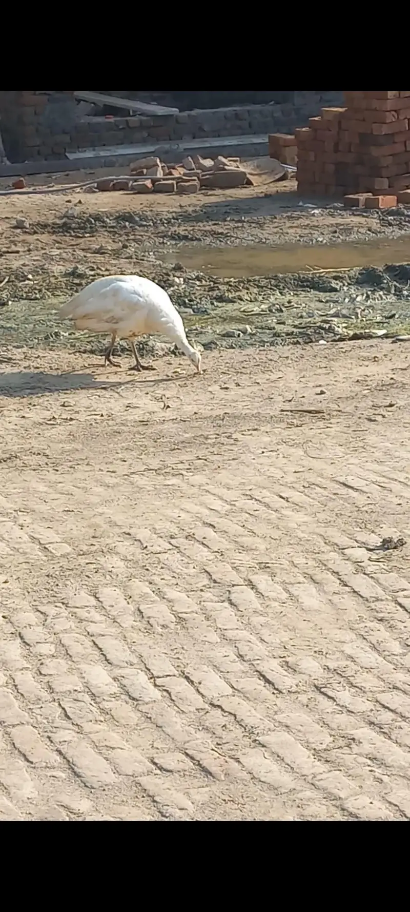 white peacock female egg laying