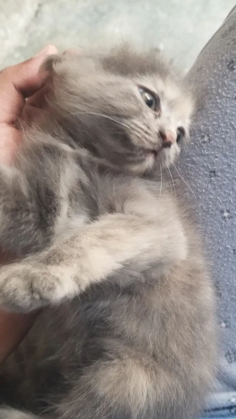 GREY KITTENS — photo 2