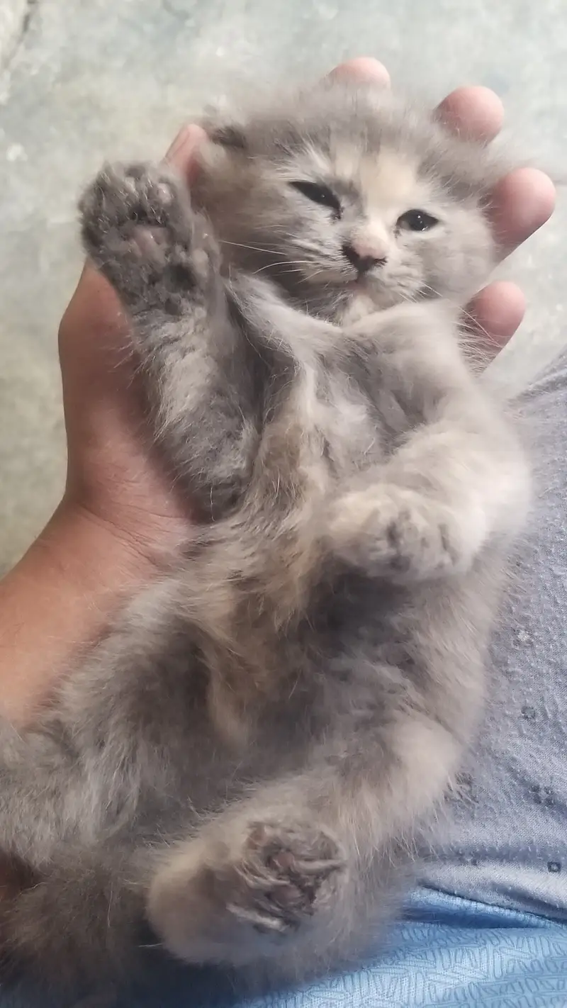 GREY KITTENS — photo 3