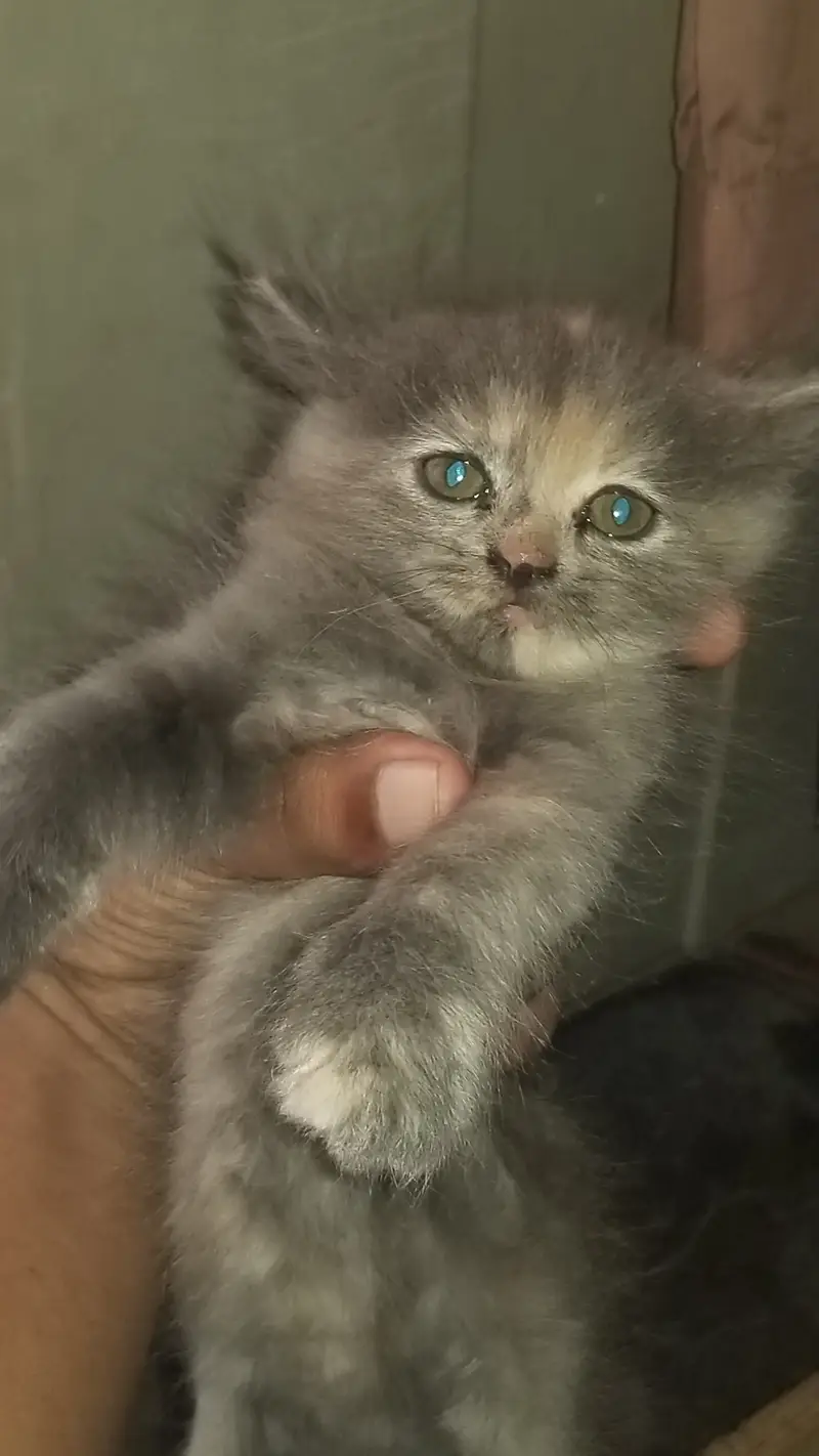 GREY KITTENS — photo 4