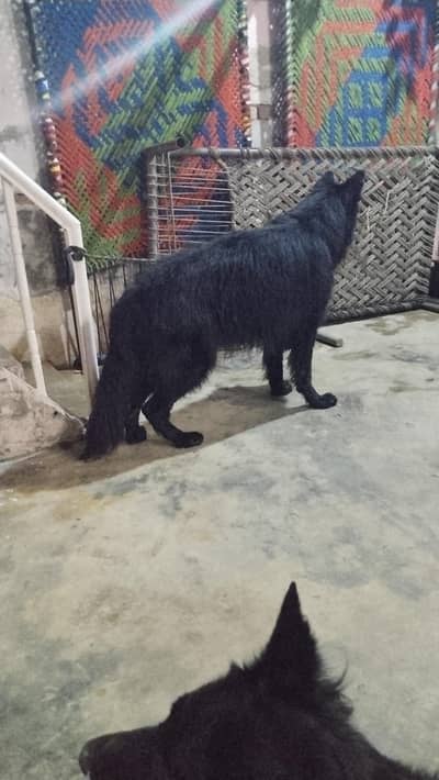 black gad or black ND ten high quality male for stund