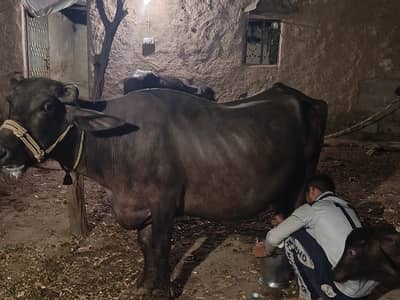 Buffalo( Nilli Ravi )