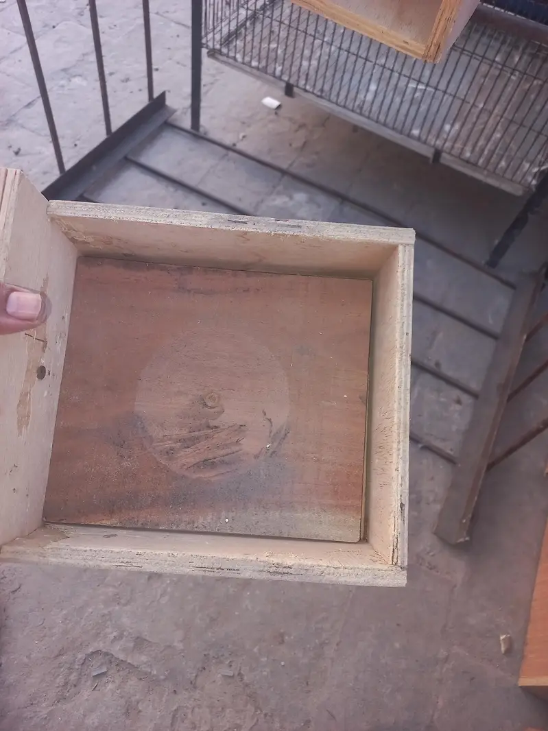 birds box — photo 2