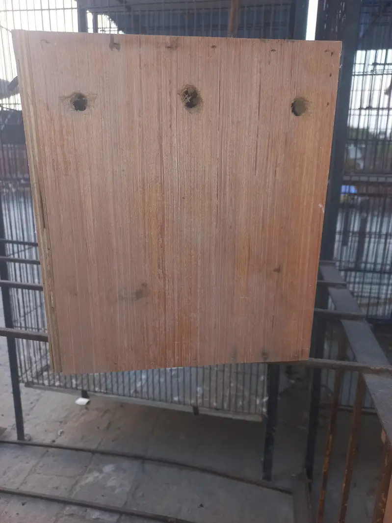 birds box — photo 4