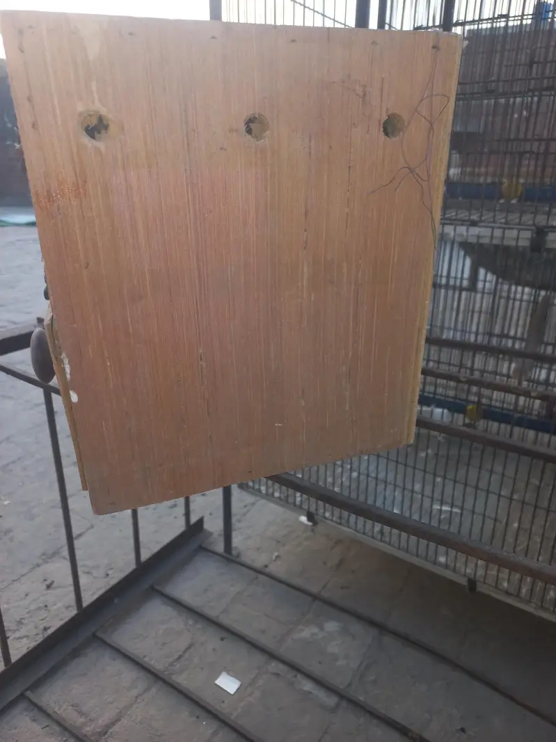 birds box — photo 6