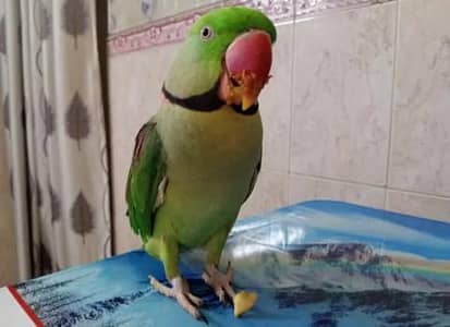 Kashmir Raw parrot hand tam