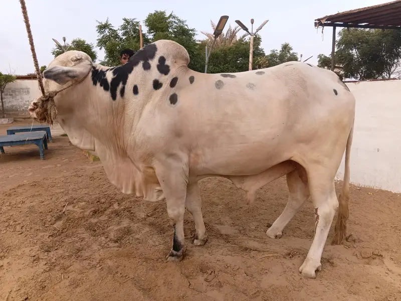 Bachra bachiya Available for Qurbani 2027 in Affordable Budget — photo 2