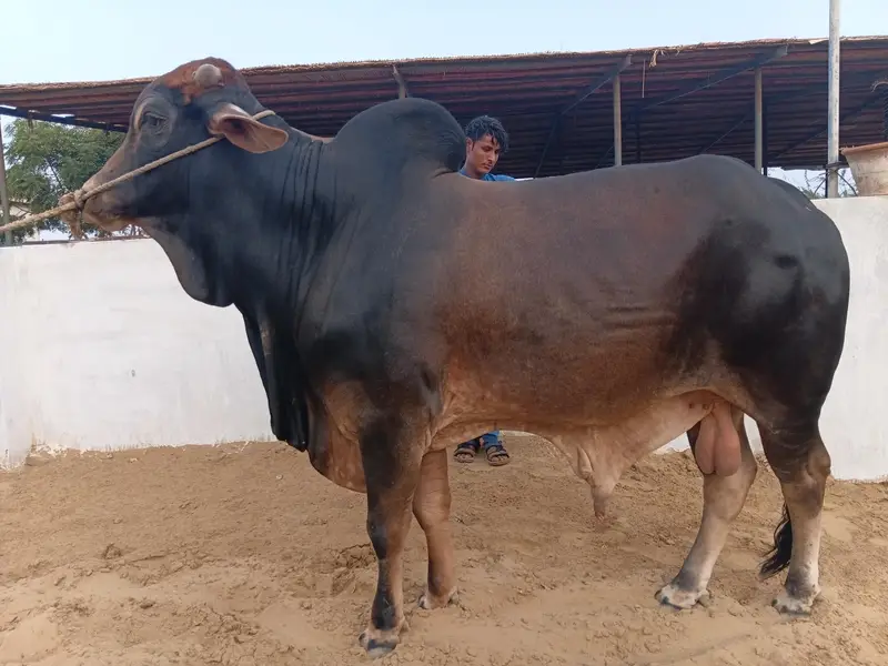 Bachra bachiya Available for Qurbani 2027 in Affordable Budget — photo 3