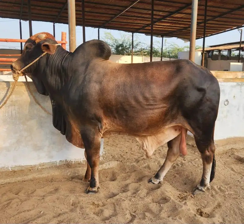 Bachra bachiya Available for Qurbani 2027 in Affordable Budget — photo 4