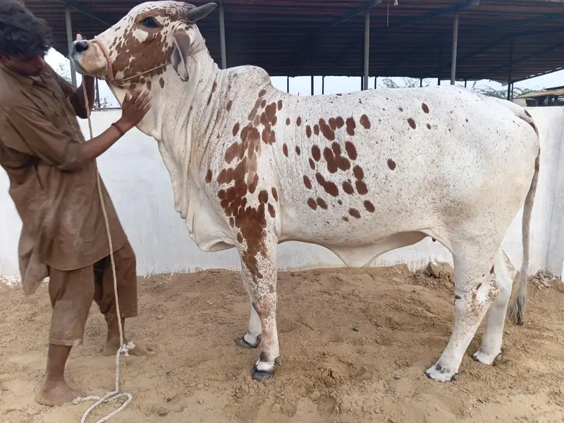 Bachra bachiya Available for Qurbani 2027 in Affordable Budget — photo 5