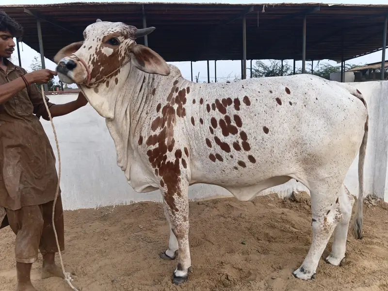 Bachra bachiya Available for Qurbani 2027 in Affordable Budget — photo 6
