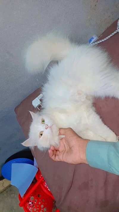 mana Persian cat sael Karni ha