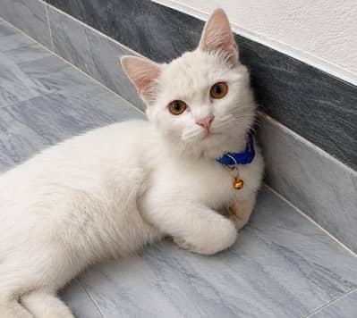 Beautiful White Female Persian Cat for Sale-Friendly & Healthy