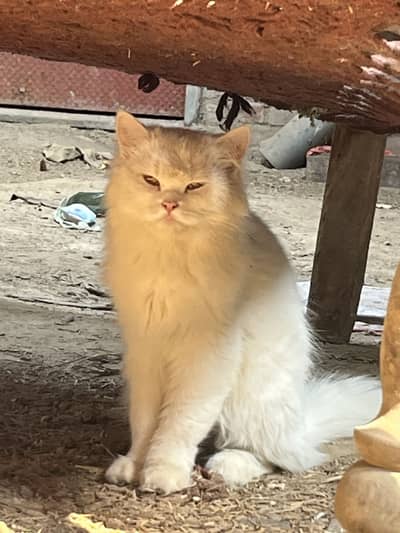 Duble cote 2 female parsion  cat