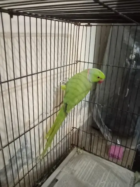 male parrot breeder — photo 2