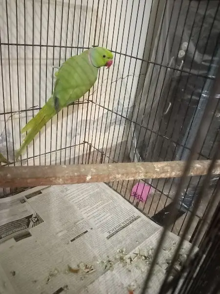 male parrot breeder — photo 3