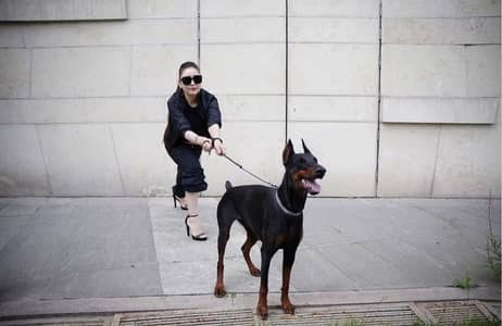 IMPORTED Doberman PUPPY HIGH QUALITY AVAILABLE