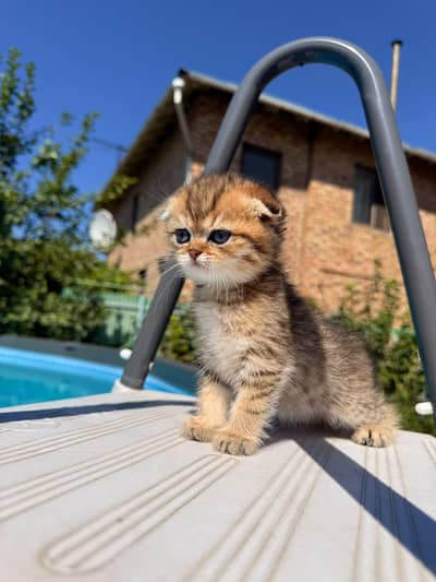 Scottish fold kittin for sell. 0313 4935014