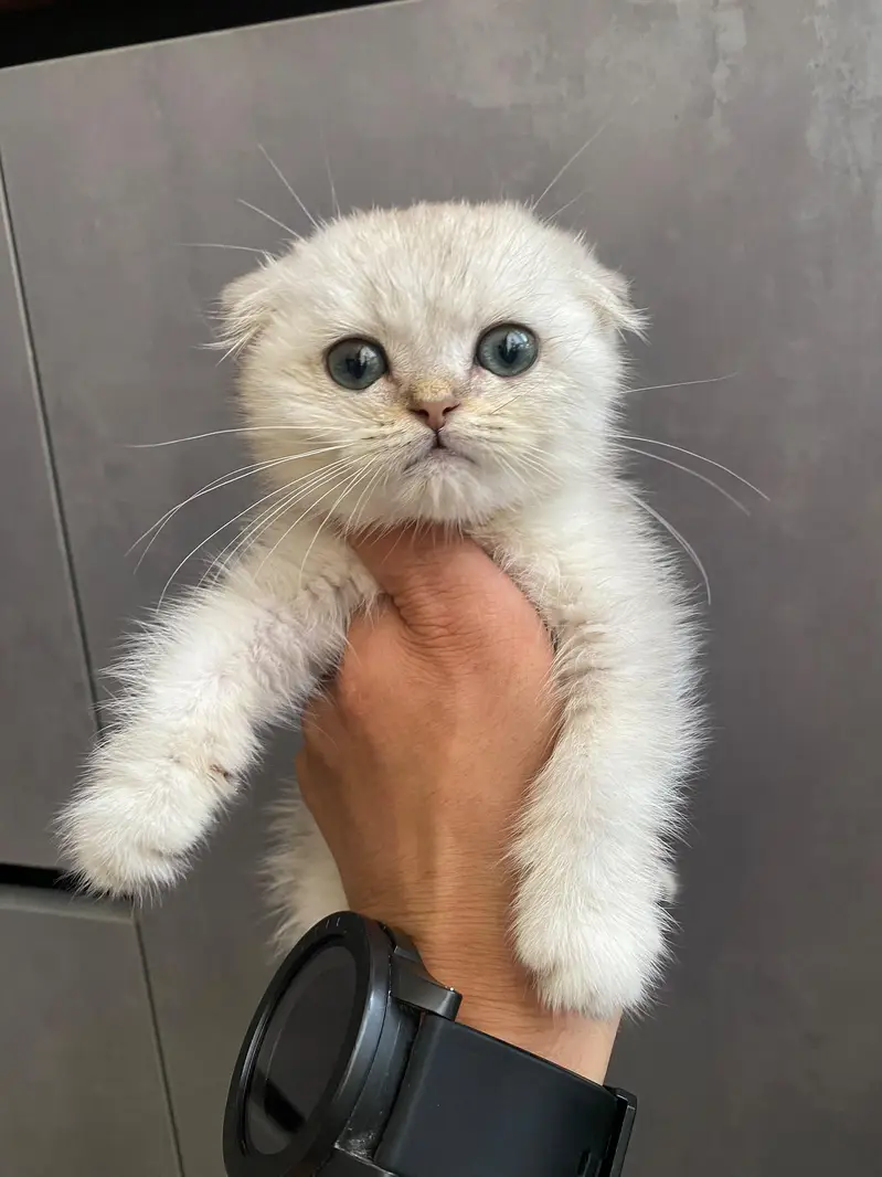 Scottish fold kittin for sell. 0313 4935014 — photo 2