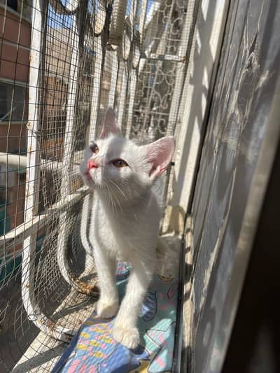 Beautiful White Male Kitten for Sale