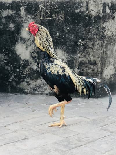 Aseel breeder patha