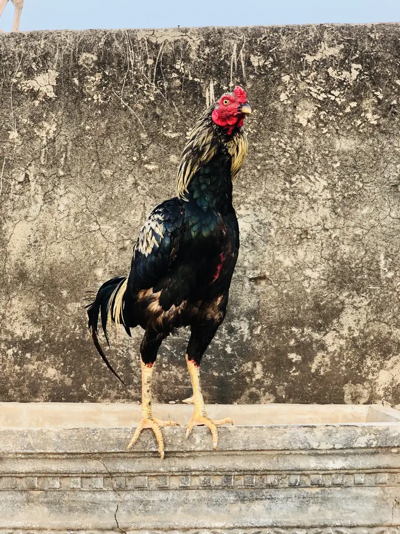 Aseel breeder patha — photo 2