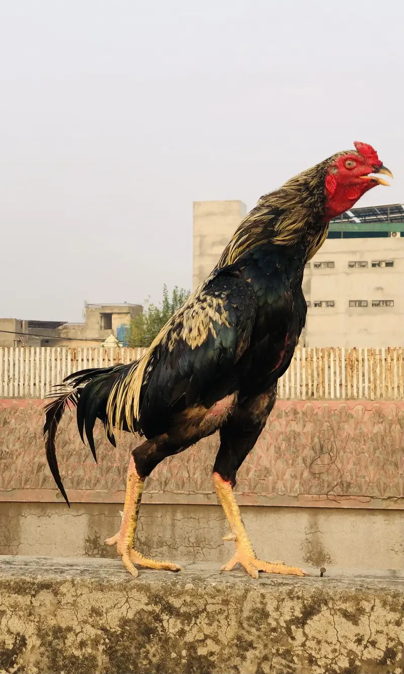 Aseel breeder patha — photo 3