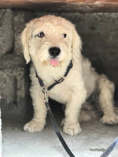 POODLE FOR SALE