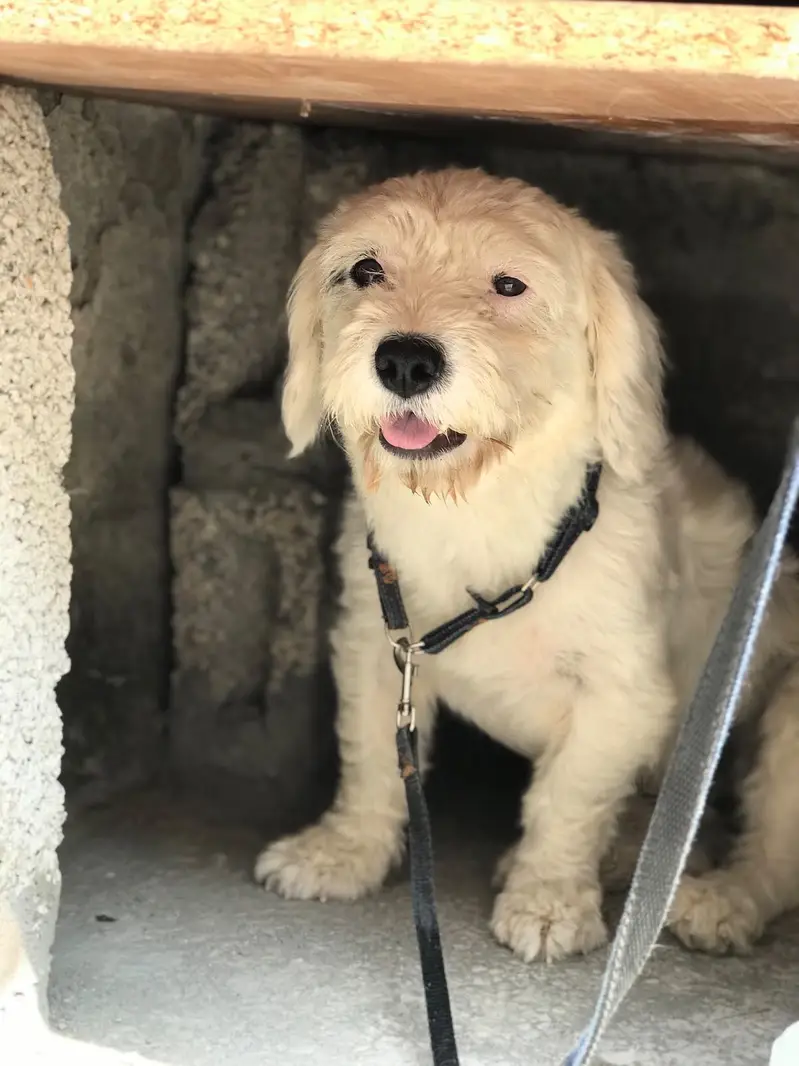 POODLE FOR SALE — photo 2