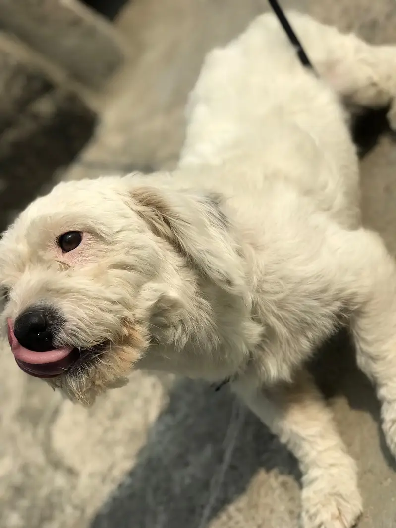 POODLE FOR SALE — photo 3