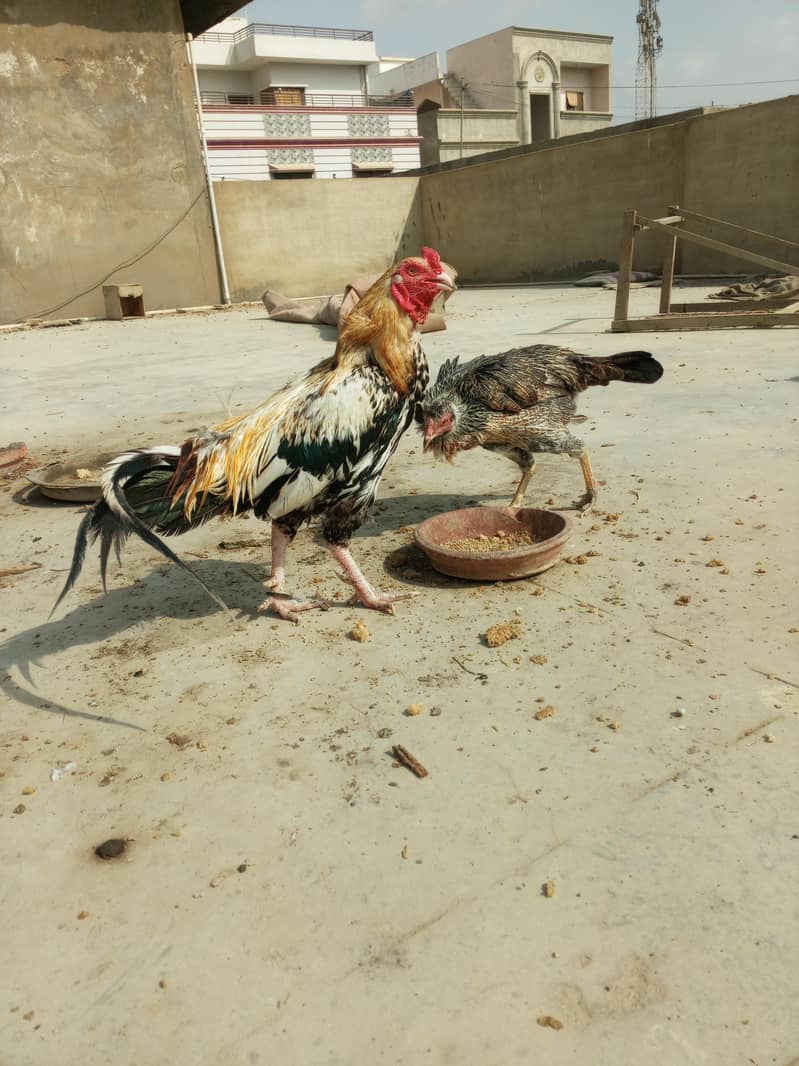 aseel pair 3