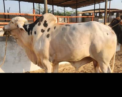 Bachra bachiya Available for Qurbani 2027 in Affordable Budget