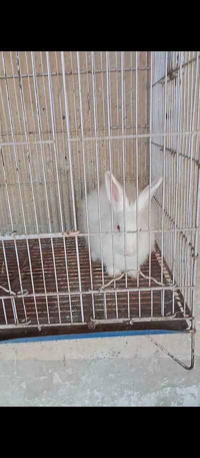 croos Angora rabbit