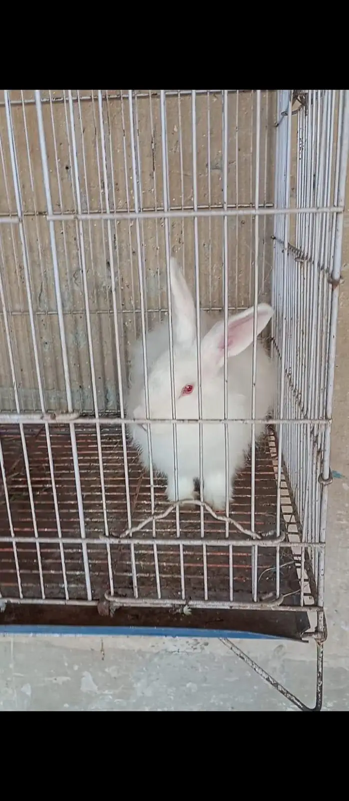 croos Angora rabbit — photo 2