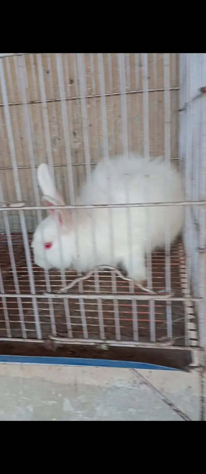 croos Angora rabbit — photo 3