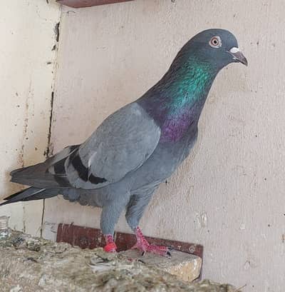 Old blood line breeder high flyer pigeons