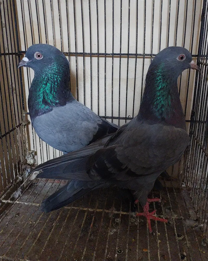 Old blood line breeder high flyer pigeons — photo 2
