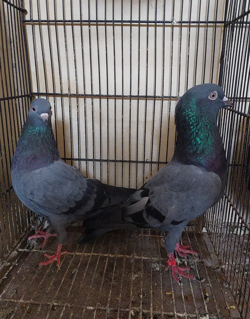 Old blood line breeder high flyer pigeons — photo 3